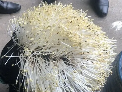 Đà Nẵng: 3 cơ sở sản xuất giá đỗ nghi dùng hóa chất tăng trưởng