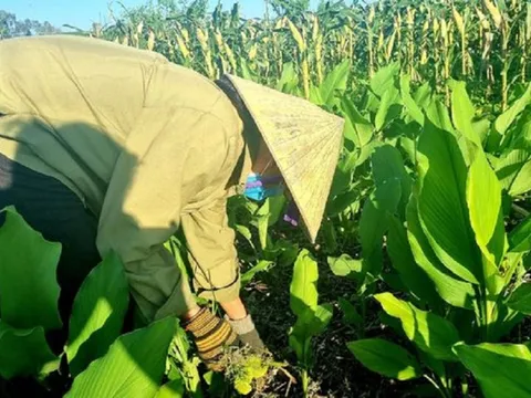 Lão nông nhẹ nhàng kiếm 4 tỷ đồng nhờ loại cây nhà nào cũng có