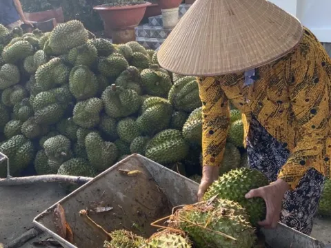 Mưa to trái mùa làm rơi rụng hơn trăm tấn trái sầu riêng ở Tiền Giang