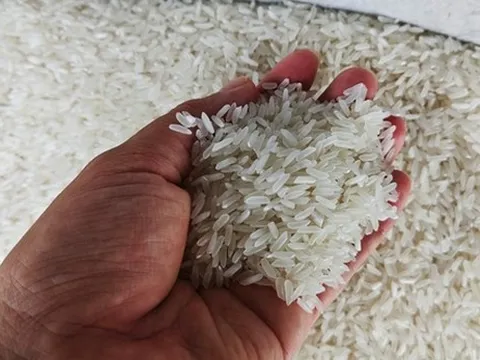 Xuất khẩu gạo đạt kỷ lục gần 4,8 tỷ USD