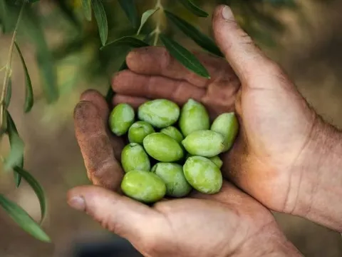 Cơn sốt loại quả 'vàng lỏng' ở một quốc gia châu Âu: Giá tăng gấp đôi lên gần 250 triệu/tấn, xuất hiện cả nạn trộm cắp