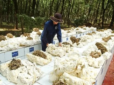 Nga bất ngờ tăng nhập khẩu một mặt hàng của Việt Nam gấp 3 lần trong 11 tháng đầu năm, Việt Nam lọt Top 3 sản lượng của thế giới