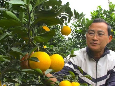 Cam 'tiến vua' 90.000 đồng/quả, vì sao nhà vườn không dám chốt đơn?