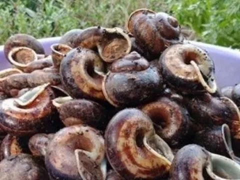 Loài bổ dưỡng ở Việt Nam, "ẩn nấp" trên núi, gần nửa triệu/kg, bắt về hốt bạc