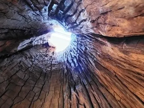 Chiêm ngưỡng gốc sưa “khủng” từng có giá 17 tỷ đồng tại Quảng Bình