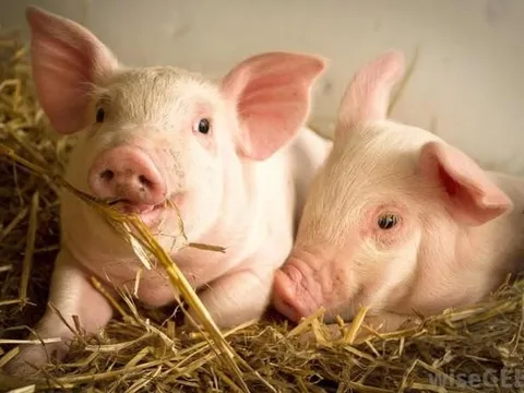 Dabaco 3 năm liên tiếp đặt kế hoạch doanh thu tỷ đô dù hoàn thành chưa được 1 nửa, lợi nhuận 2024 tham vọng 730 tỷ