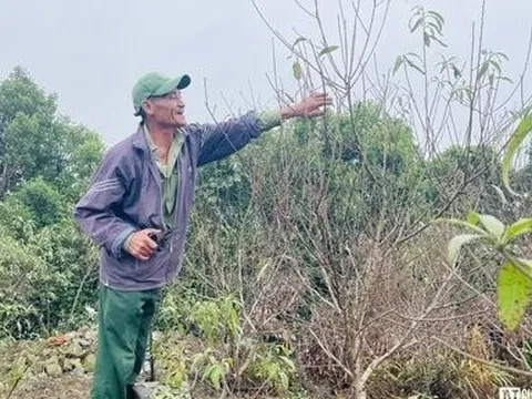 Nghệ An: Người dân tất bật tuốt lá chờ đào nở đúng dịp Tết