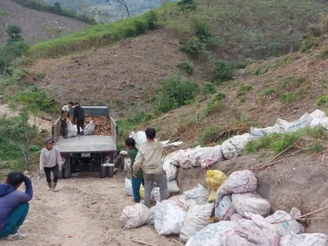 Thu 100 tỷ đồng từ cây sắn giúp đồng bào Mường Lát có cái Tết ấm no
