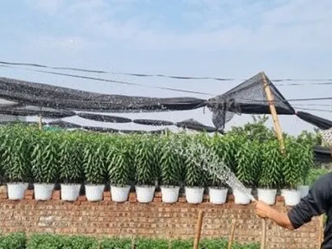 Nhà vườn tại “thủ phủ” hoa Tết lớn nhất miền Bắc đếm ngược ngày thu tiền