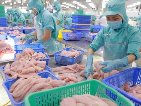 Xuất khẩu thủy sản sang EU có thể sẽ rơi vào trạng thái đình trệ