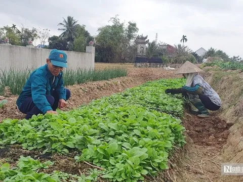 Hải Phòng: Thuốc lào tiến vua giá tiền triệu mỗi kg vẫn cháy hàng