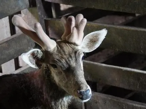 Độc lạ “chú” hươu mọc 3 sừng tại Hà Tĩnh