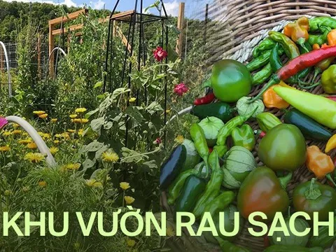 Bà mẹ 2 con từ chối công việc thành phố, cùng gia đình về quê trồng cả vườn rau đẹp như tranh vẽ