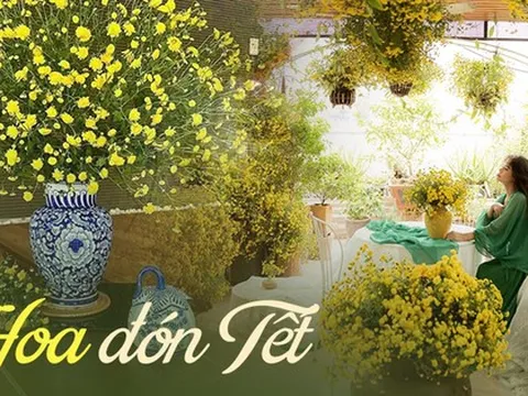 Loài hoa "tiến vua" mỗi năm chỉ nở một lần, có người mê mẩn mang về phủ kín cả sân thượng và pha trà uống dịp Tết