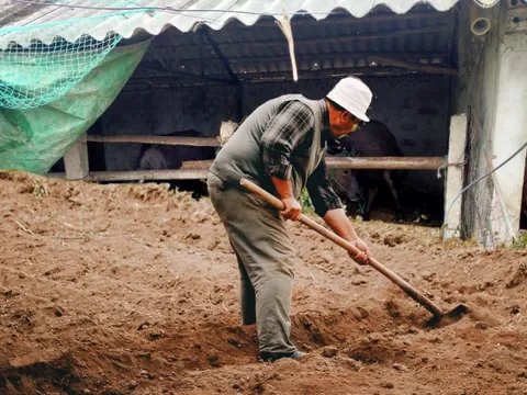 Chàng trai vô tình tìm thấy "bãi phế liệu" bị bỏ hoang ở chuồng bò, hoá ra là kho báu trị giá hàng chục tỷ đồng