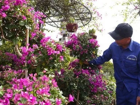 Hoa giấy rực rỡ khoe sắc "hút khách" dịp Tết