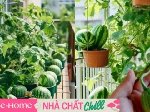 Khu vườn dưa hấu mini trên ban công ''gây bão'' MXH xứ Trung: Có đến 10 giống khác nhau, chủ nhân quanh năm tha hồ thu hoạch