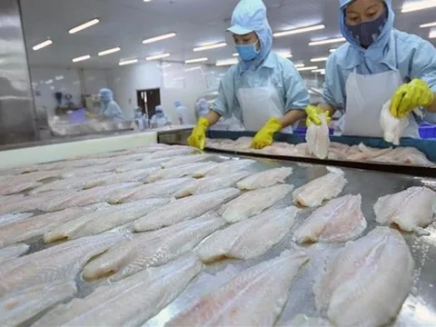 Cá tra Việt Nam được kỳ vọng lấp đầy khoảng trống tại thị trường EU