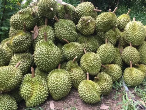 Nhộn nhịp đơn hàng, xuất khẩu sầu riêng hướng tới mục tiêu 3,5 tỷ USD