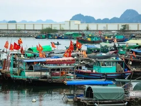 Tranh chấp ngư trường biển Cà Mau: Bộ NN&PTNT đề nghị xử lý nghiêm