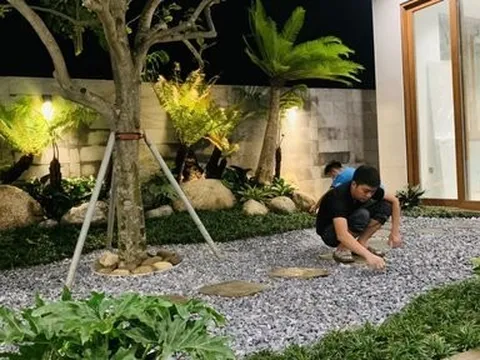 Độc lạ cây dương xỉ cổ đại được nhiều người săn lùng trang trí dịp Tết