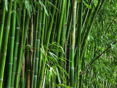 Công ty trên sàn chứng khoán làm dự án chế biến tre 3.000 tỷ được đích thân Thủ tướng thúc đẩy tại Davos