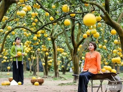 Thủ phủ bưởi Diễn hút khách tham quan dịp Tết
