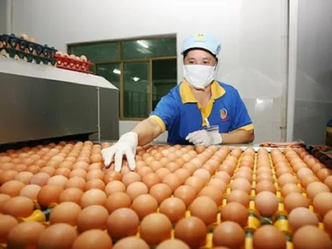 Người Việt dùng 19 tỷ quả trứng gia cầm trong năm qua