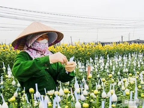 Làng hoa lớn nhất Nam Định tất bật vào vụ Tết