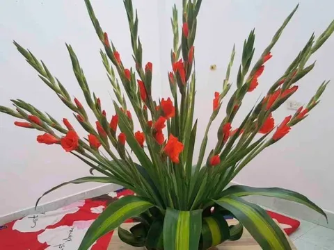 Cách cắm bình hoa lay ơn xòe đuôi công bày ban thờ đón Tết cực đơn giản, ai cũng có thể làm được