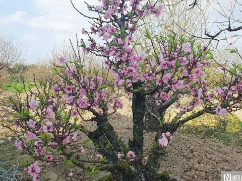 “Thủ phủ” đào cảnh của Hải Phòng tất bật vào vụ hoa Tết
