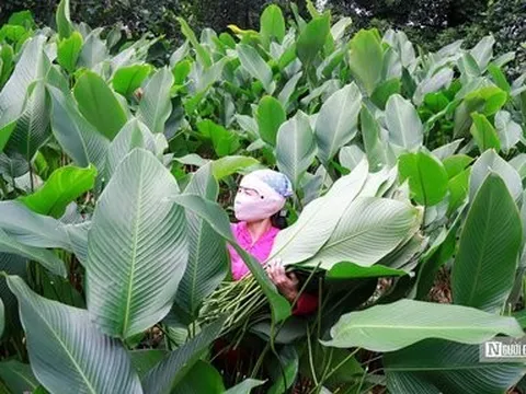 Hà Nội: Người dân tất bật thu hoạch lá dong