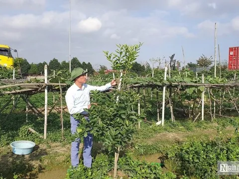 Hải Phòng: Khôi phục thành công giống cam quý từng được tiến vua