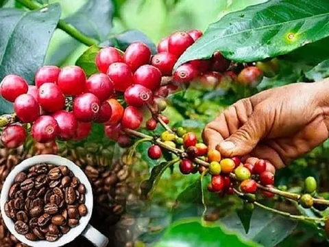 Giá cà phê cao kỷ lục: Cánh cửa rộng mở cho xuất khẩu cà phê năm 2024