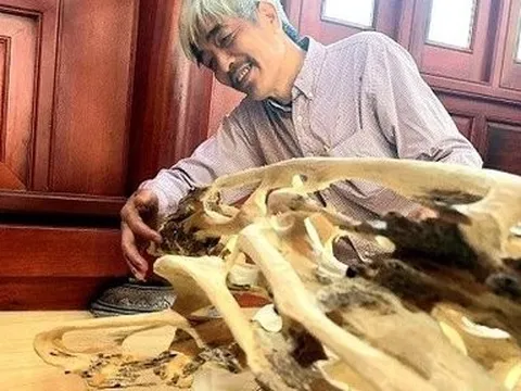 Những gốc trầm vô giá tại Hà Tĩnh