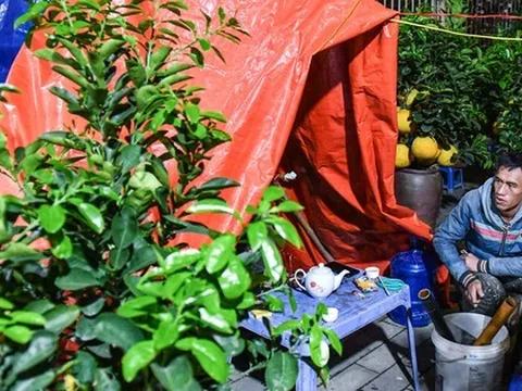 Hà Nội dưới 8 độ C, tiểu thương dựng lều, đốt lửa xuyên đêm trông đào quất trong giá lạnh