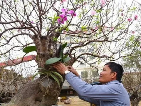 Cận cảnh những gốc đào cổ thụ xuống phố đón Tết