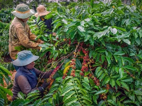 Hà Lan tăng mua cà phê từ thị trường Việt Nam