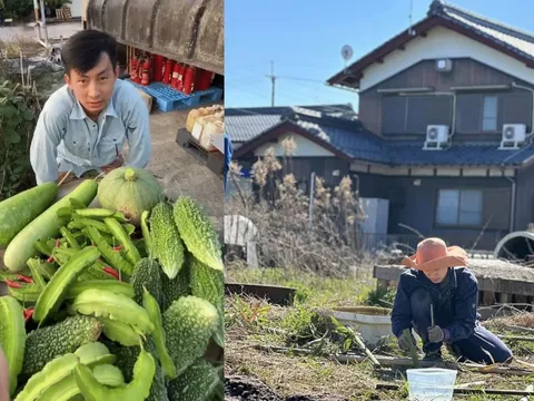 Nửa năm chăm bẵm loại rau cả triệu đồng một mớ, đem tặng cho người Nhật, chàng trai Việt nhận được câu hỏi “sững người”