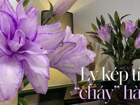 Loại hoa được chị em săn tìm hơn cả tuyết mai, lay ơn cho dịp Tết năm nay, cứ về là hết