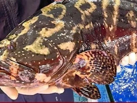 Một doanh nghiệp mua 18 tấn cá song làm quà Tết cho nhân viên