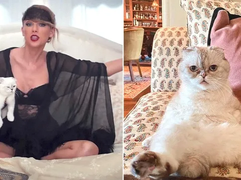 Khi thú cưng cũng tự kiếm ra tiền: Chú mèo của Taylor Swift sở hữu 97 triệu USD, chó Gunther VI có cả công ty quản lý khối tài sản 12.000 tỷ