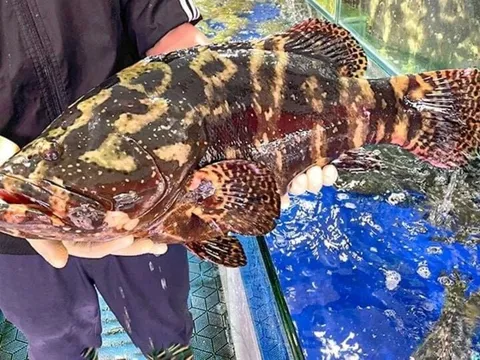 Quảng Ninh: Một doanh nghiệp chi tiền tỷ mua 18 tấn cá song làm quà Tết cho công nhân