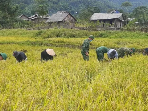 Hành trình 10 năm bội đội biên phòng đưa cây lúa nước lên với đồng bào Mày
