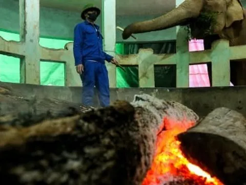 Vườn thú Hà Nội nói gì trước thông tin khỉ gầy trơ xương, chịu rét 10 độ C?