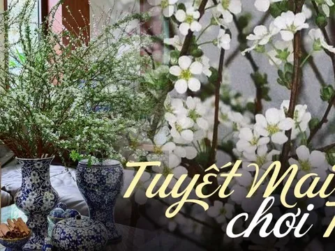 Phân biệt cực nhanh tuyết mai rừng và tuyết mai vườn để biết cách chăm cho ra hoa "chi chít"