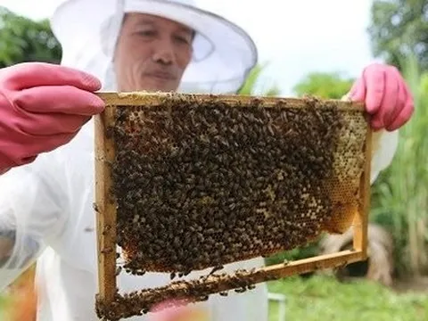 Mùa “săn” ong rừng