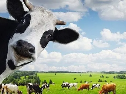 Vinamilk cầm gần 1 tỷ USD tiền mặt và tiền gửi, tăng trưởng dương quý thứ 3 liên tục nhưng vẫn 'xa rời' thời đỉnh cao