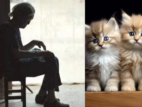 73 tuổi sống cô độc bên 4 con mèo, đến khi tuyên bố di chúc thì 3 người con mò đến đòi chia tài sản: Bà lão liền làm ngay một việc khiến ai cũng ngỡ ngàng