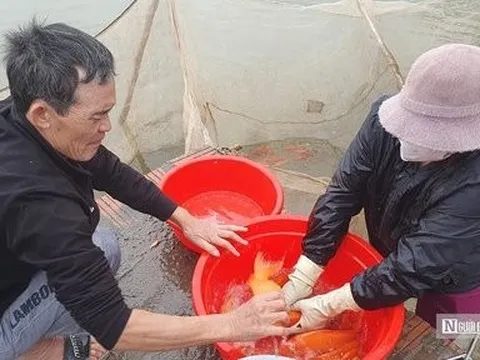Hải Phòng: Làng nghề nuôi cá chép đỏ tấp nập dịp Tết ông Công, ông Táo